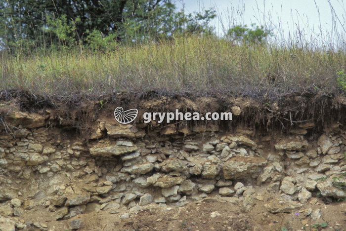 Sol et sous-sol calcaire - gryphea.org